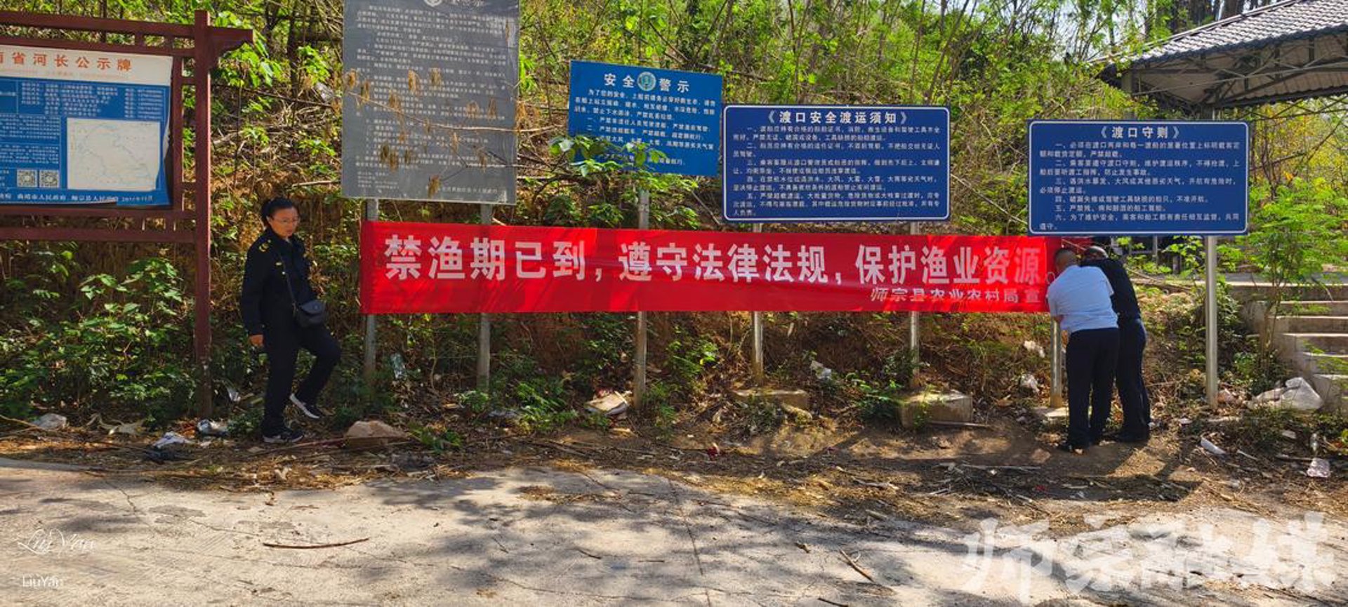 沅陵景观松基地