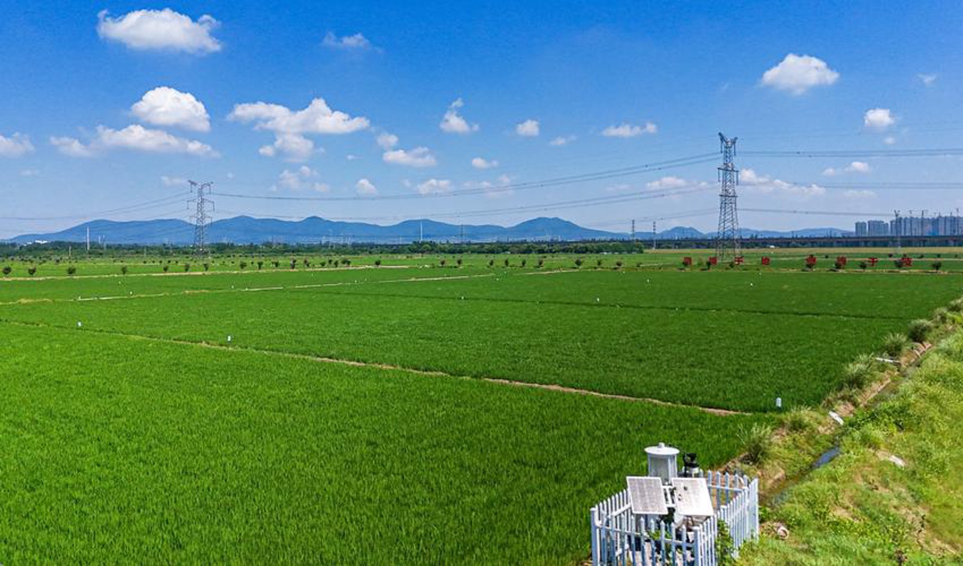 沅陵景观松基地